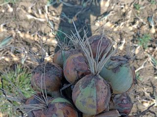 Venderé cebollas blancas holandesas directamente de la granja. Raza: