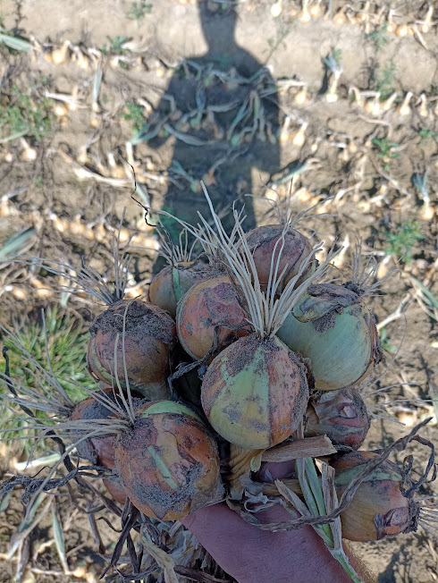 Venderé cebollas blancas holandesas directamente de la granja