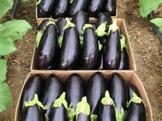 ❗️¡Vendemos verduras frescas rumanas al por mayor! ❗️¡Vendemos verduras