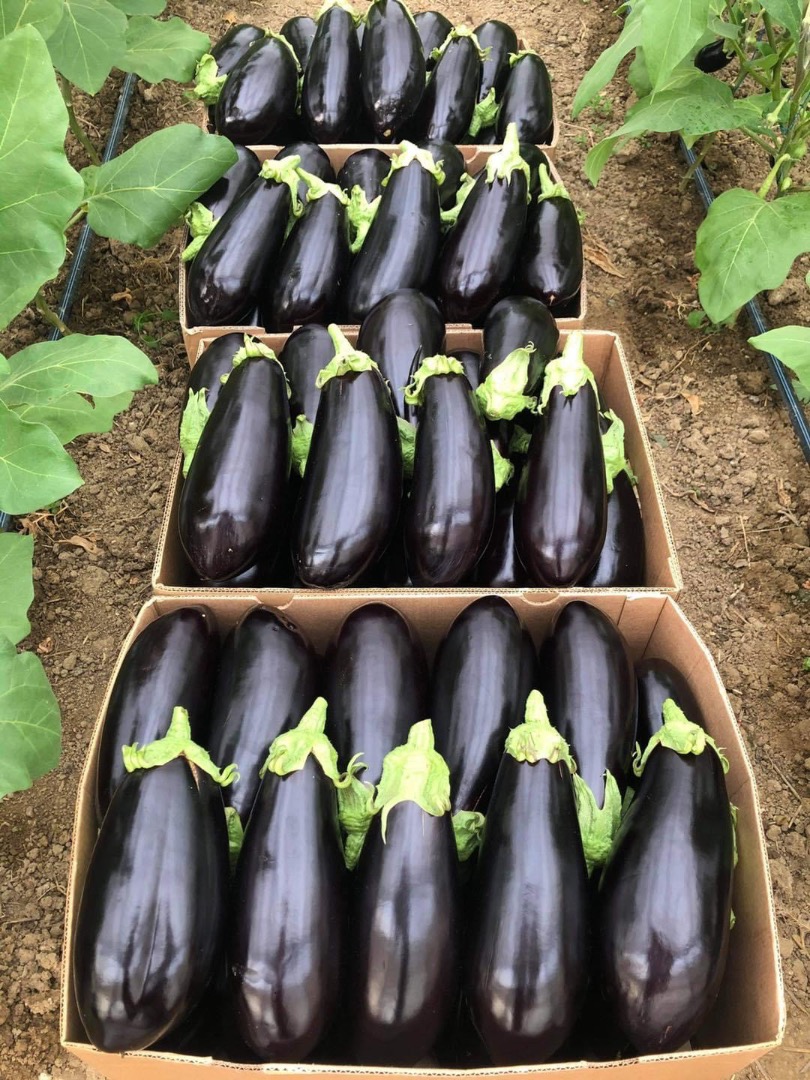 ❗️¡Vendemos verduras frescas rumanas al por mayor! ❗️¡Vendemos verduras frescas rumanas al por mayor! ☎️Más detalles al whatsapp al número telefónico ☎️Más
