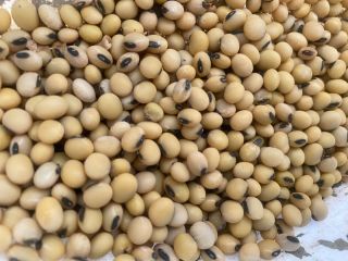 Venderé soja, aproximadamente 10-12 toneladas. Cosecha 2024. Variedad magnolia.