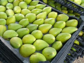 Higo (bio) georgiano producido en mi granja en Georgia,