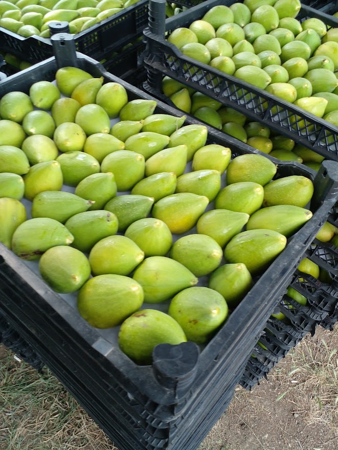 Higo (bio) georgiano producido en mi granja en Georgia, Kaxeti