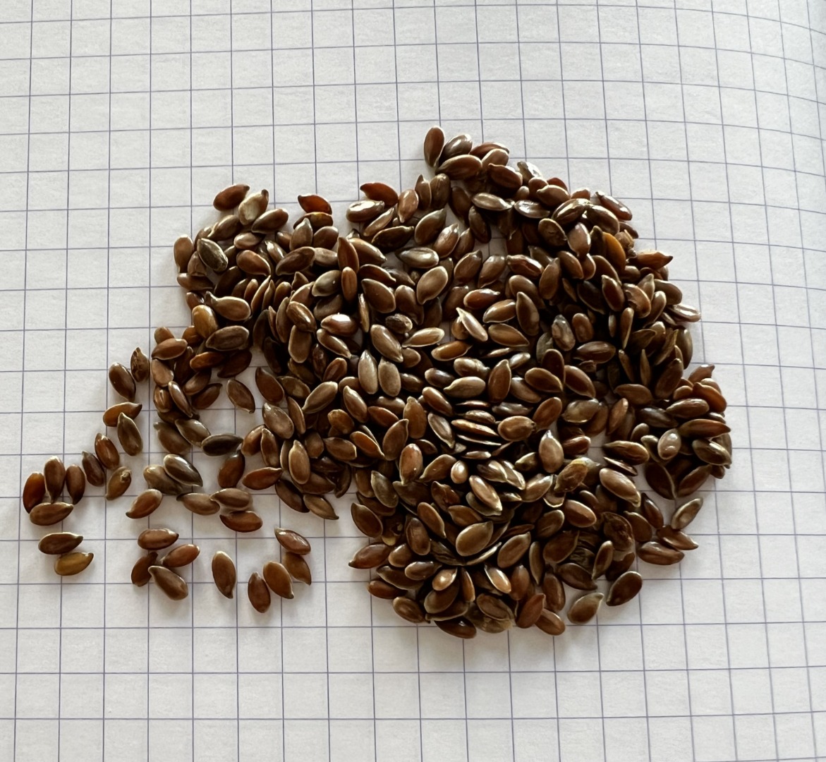 Nuestra empresa Ingran ahora puede ofrecer semillas de lino con una pureza del 99,99% (envasado en bolsa de plástico de 25 kg o BB) a un precio de 755 euros