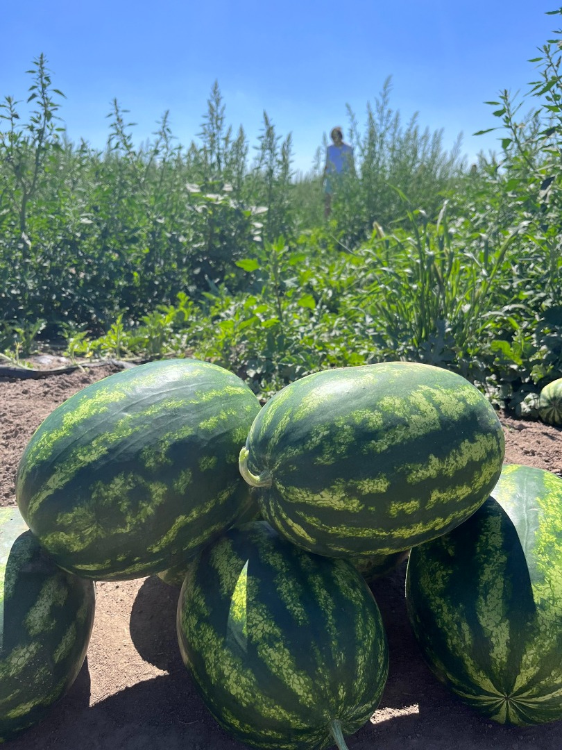 ¡Buen día! Venderé sandía polaca, dulce y jugosa, de mi propia plantación