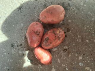 Ofrecemos variedades de patatas amarillas y rojas (Vineta, Queen