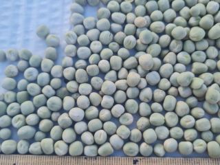 Venta de guisantes origen Moldavia +[número de teléfono] whatsapp