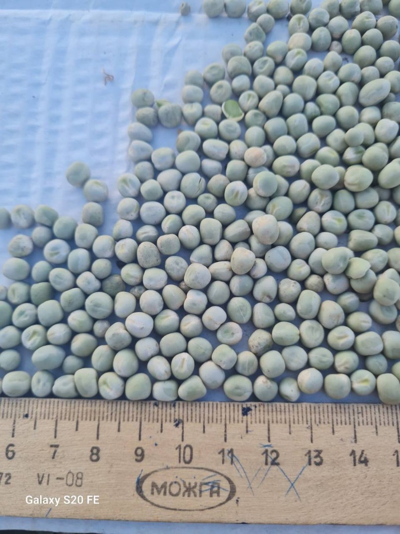 Venta de guisantes origen Moldavia +[número de teléfono] whatsapp [correo electrónico]