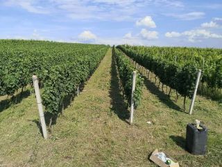 Venta de uvas de la vid noble. ¡Las mejores