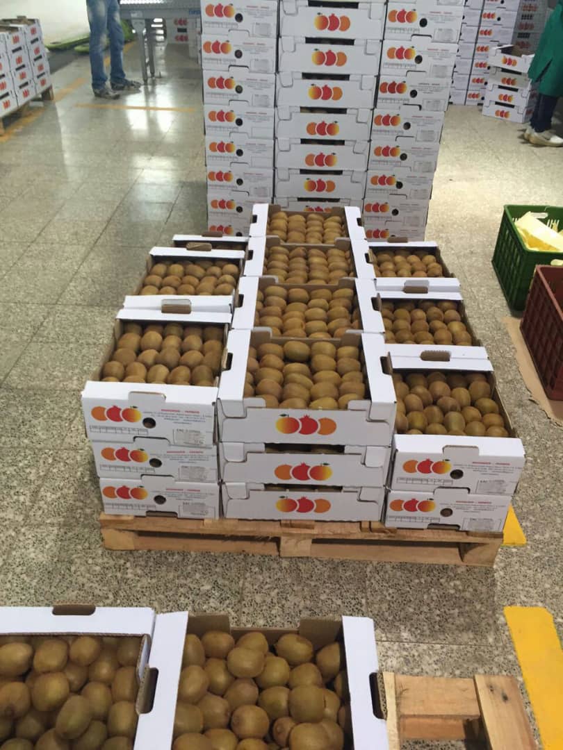 Venta de kiwis Hayward premium de IránImportación de kiwis (80-100 g) directamente de los huertos de Irán