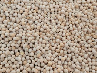 Guisantes limpios variedad Astronauta. Heno calificado disponible en 10