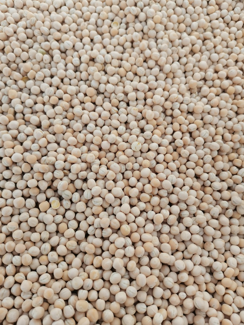 Guisantes limpios variedad Astronauta