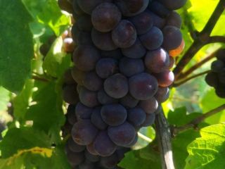 Venta de uvas de la vid noble. ¡Las mejores