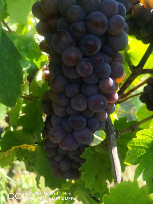 Venta de uvas de la vid noble