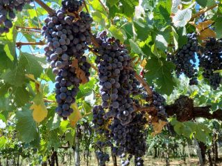 Uvas tintas Merlot y Montepulciano, Castelli Romani doc. Ubicado