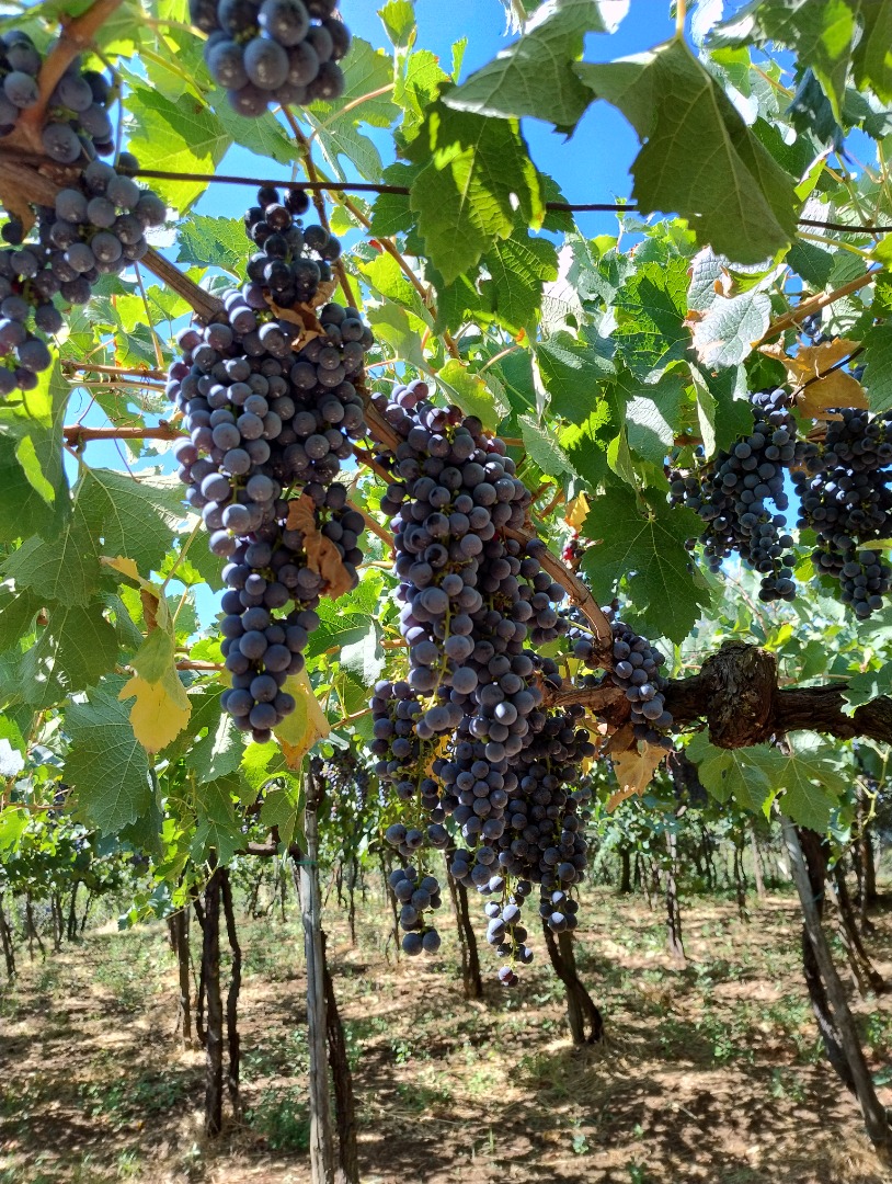 Uvas tintas Merlot y Montepulciano, Castelli Romani doc