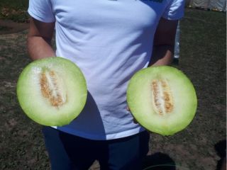 Vendemos más de 100 toneladas de sandía / melón