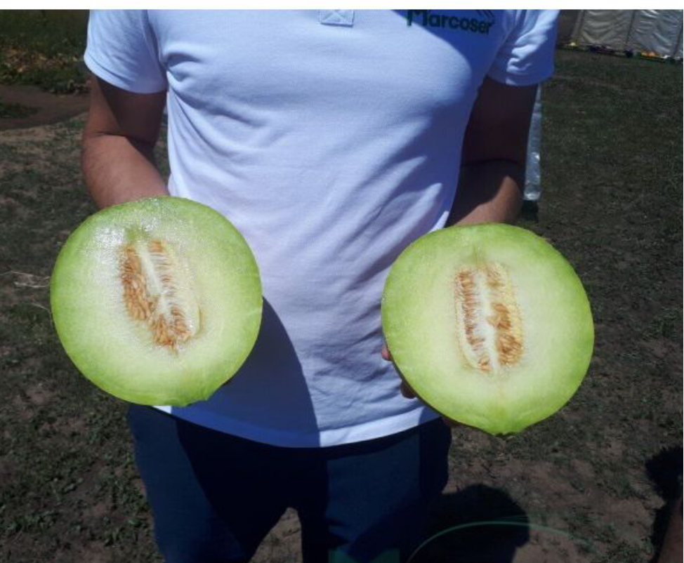 Vendemos más de 100 toneladas de sandía / melón Producto orgánico precio negociable desde 0,10/0,15kg +373 (68) 110489
