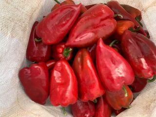 Se vende pimiento capia rojo calidad 1 y 2.