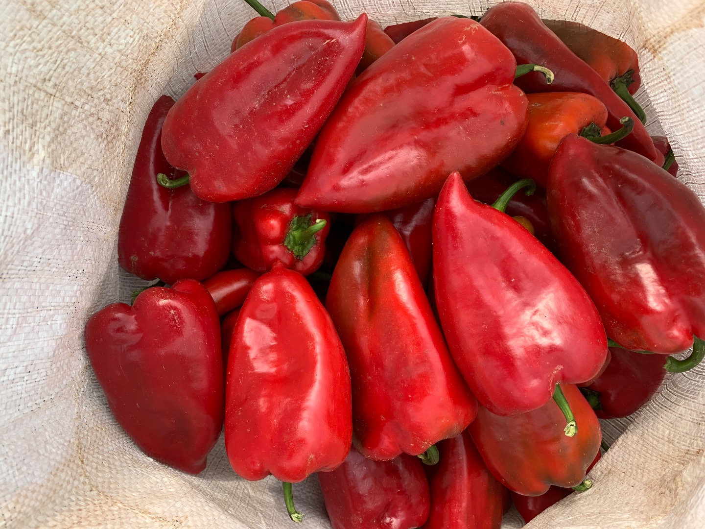 Se vende pimiento capia rojo calidad 1 y 2
