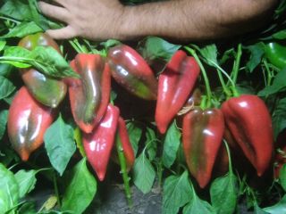 Vendo pimiento rojo. Cosecha diaria a partir del 10.09.