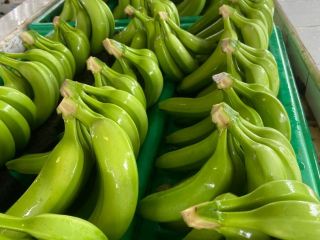 Plátano Cavendish Embalaje: 18 kg por caja Origen: República
