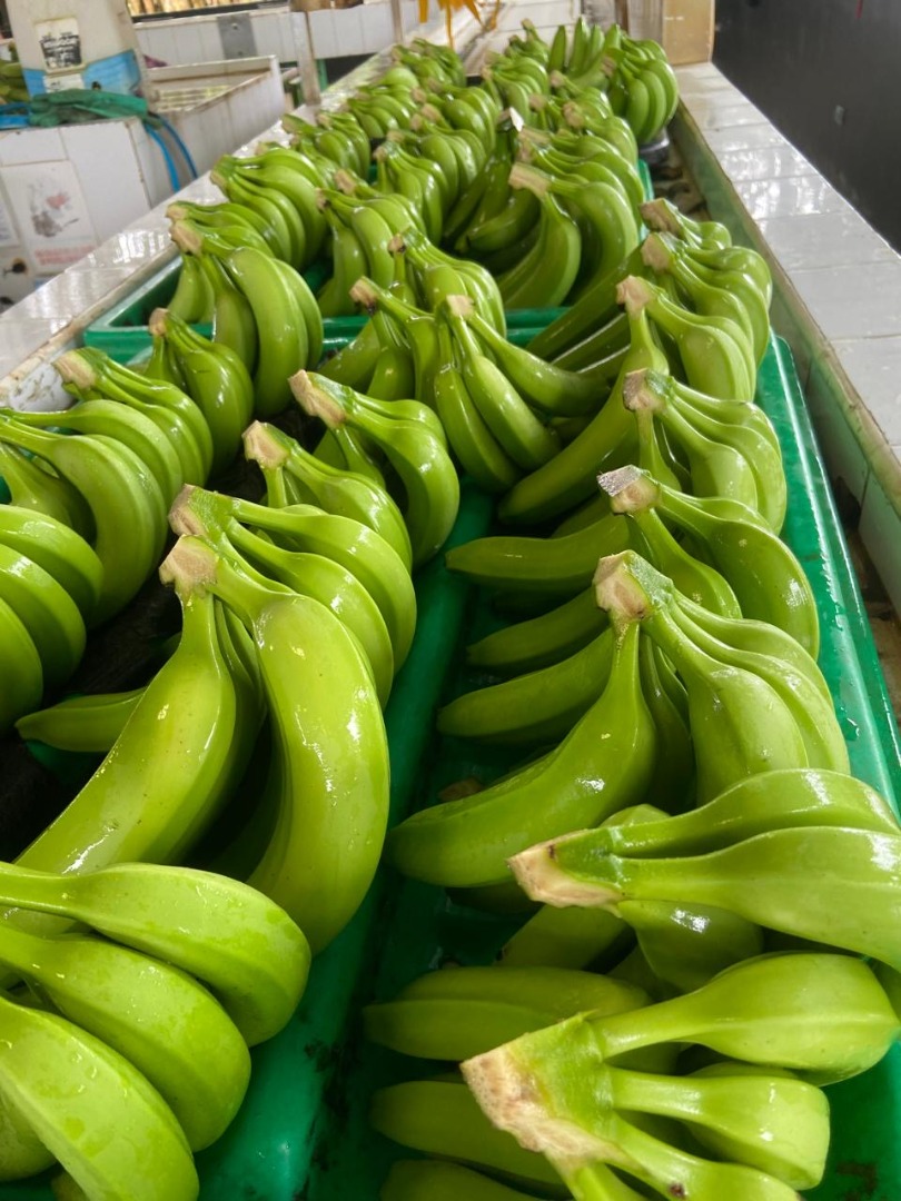 Plátano Cavendish Embalaje: 18 kg por caja Origen: República Dominicana Producto importado