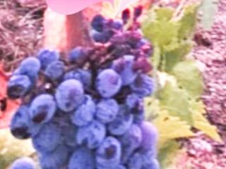 Uvas frescas negras y blancas muy buena calidad, precio
