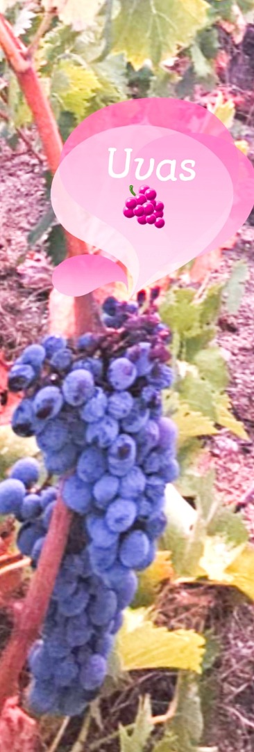 Uvas frescas negras y blancas muy buena calidad, precio negociable, si estas interesado o si tienes alguna duda nos puedes llamar sin problema