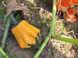 Venderé calabazas decorativas de mi propia finca. tambien tengo