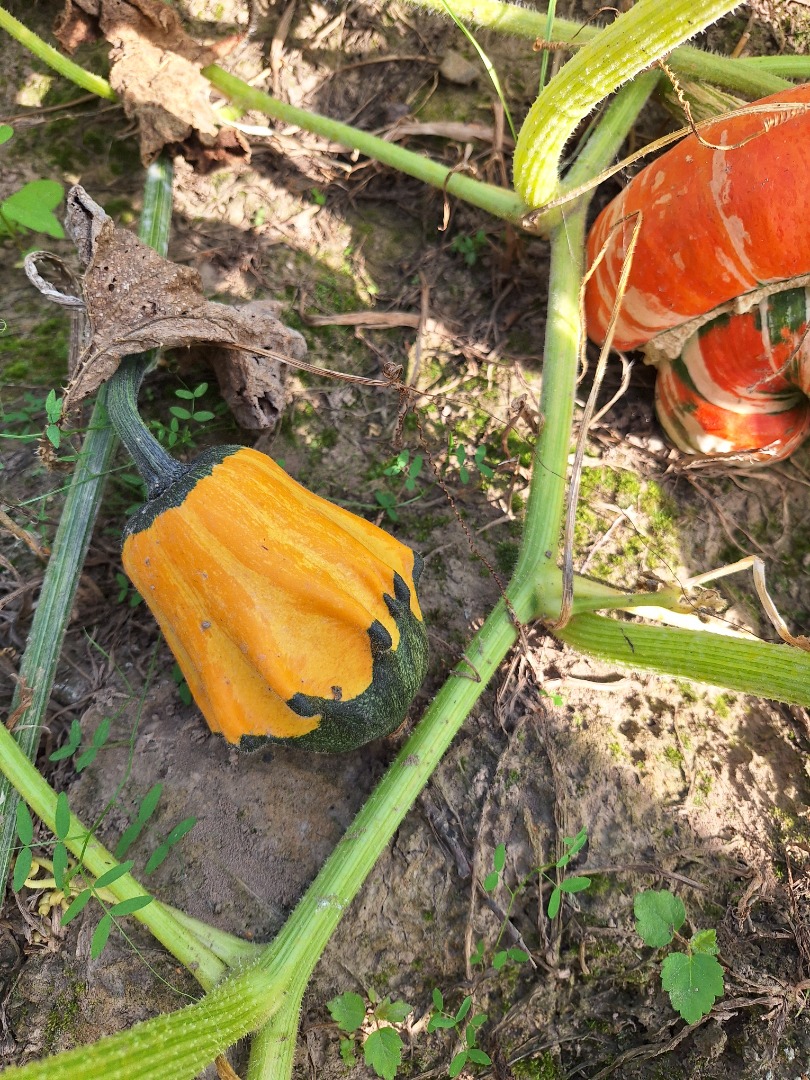 Venderé calabazas decorativas de mi propia finca