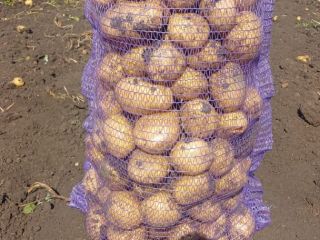 patatas frescas bolsa 25 kg 1 tonelada precio 250
