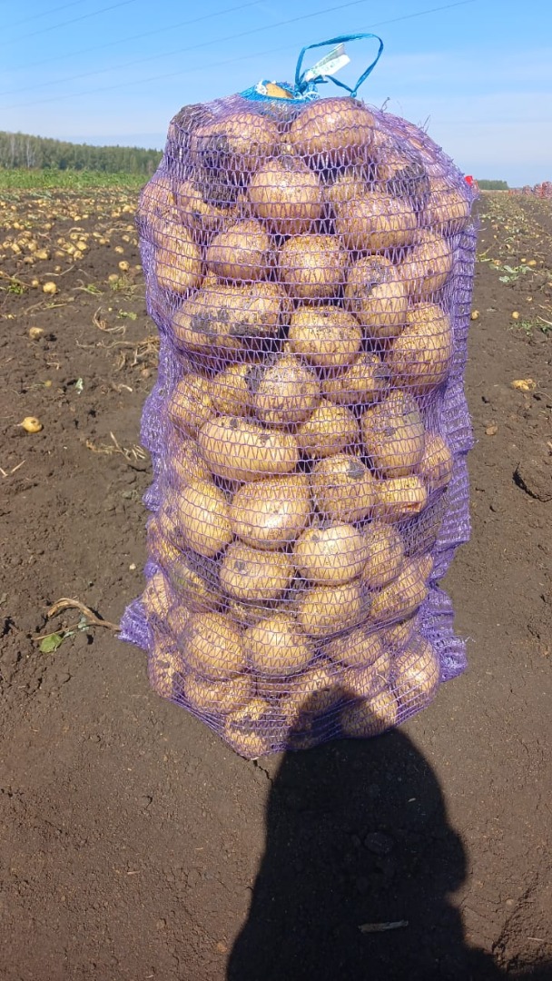 patatas frescas bolsa 25 kg 1 tonelada precio 250 euros CIF POLONIA