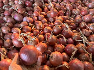 Cebolla rosa BLUSH y amarilla NATION, certificados GLOBALGap, GRASP.