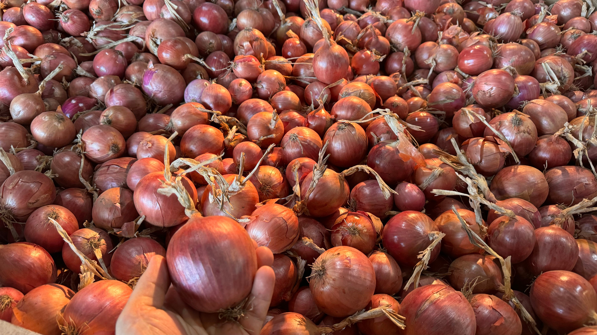 Cebolla rosa BLUSH y amarilla NATION, certificados GLOBALGap, GRASP