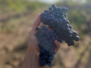 Uvas Merlot, 1,20 BGN el kilogramo. Disponible los días