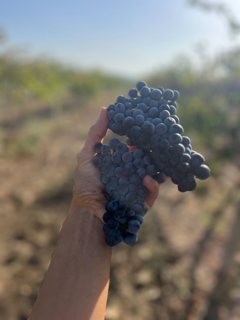 Uvas Merlot, 1,20 BGN el kilogramo
