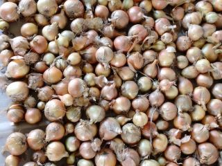 Venderé cebollas sembradas y ensacadas según los deseos del
