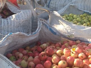 manzanas para jugo