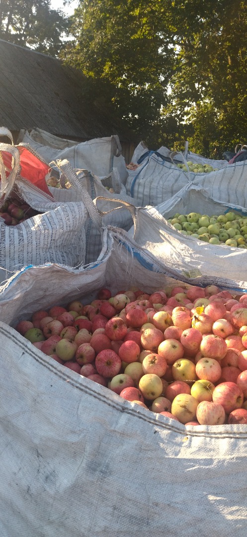 manzanas para jugo