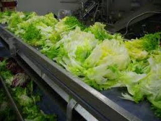 Somos una empresa de comercialización de ensaladas. La gama