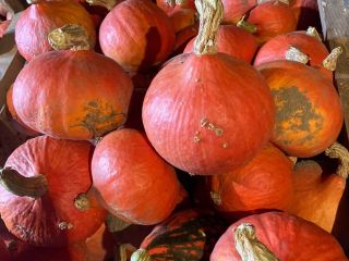 Venta de calabazas de Hokkaido. cantidad alrededor de 1T.