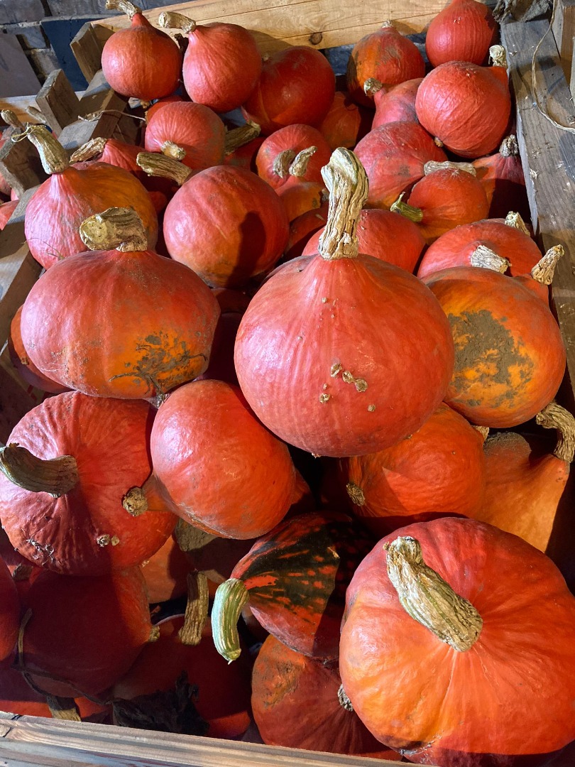 Venta de calabazas de Hokkaido