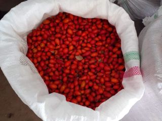 Vendo escaramujo, gran cantidad.