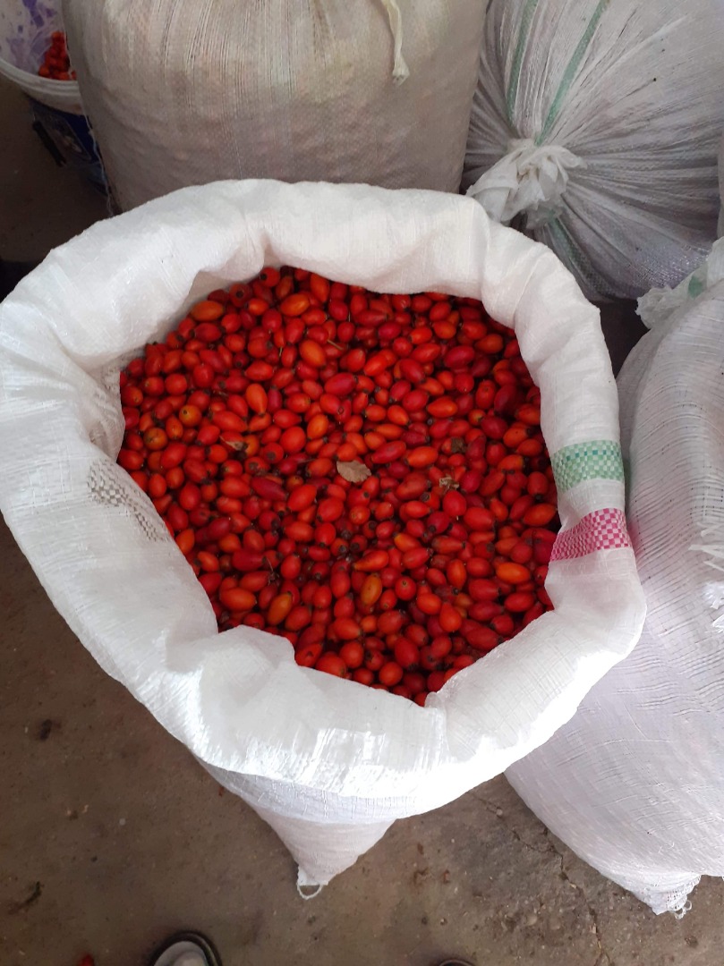 Vendo escaramujo, gran cantidad
