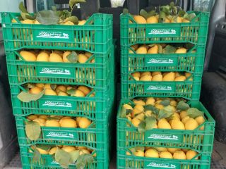VENTA DE LIMONES, SUMINISTRO A EMPRESAS Y PARTICULARES