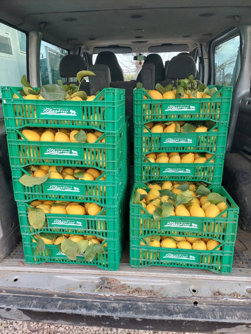 VENTA DE LIMONES, SUMINISTRO A EMPRESAS Y PARTICULARES