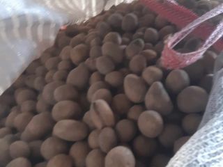 Buenos días, vendo patatas forrajeras de desecho. 0,30 gr