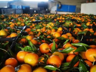 Naranjas, mandarinas, kakis en oferta Lugar de origen Grecia