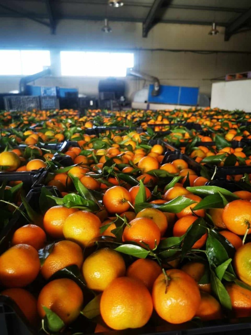 Naranjas, mandarinas, kakis en oferta Lugar de origen Grecia